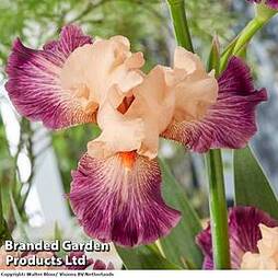 Iris germanica 'Rose de Perse'