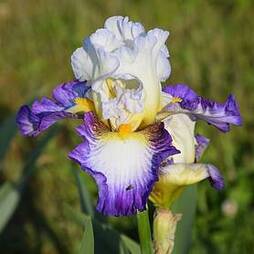 Iris 'Irisades'