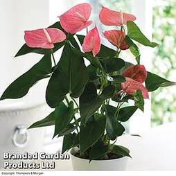 Anthurium andraeanum (House Plant)