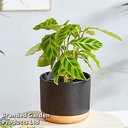 Calathea zebrina (House Plant)