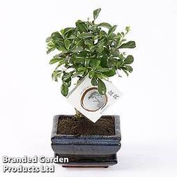 Bonsai Carmona microphylla (House Plant)