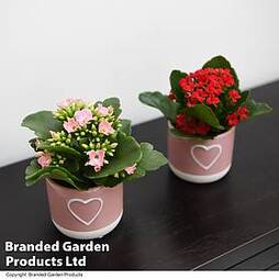 Kalanchoe in Two-Toned Heart Embossed Ceramic Pot