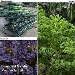 Kale Mixed Collection