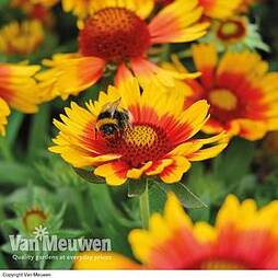 Perfect Pollinators Perennial Collection