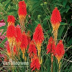 Red Hot Poker 'Papaya Popsicle'