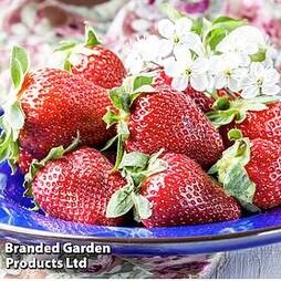 Strawberry 'Korona' (Early to Mid Season)
