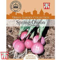 Spring Onion 'Purplette' - Kew Collection Seeds