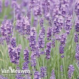 Lavender 'Munstead'