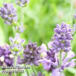 Lavender 'Dwarf Blue'