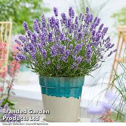 Lavender 'BeeZee' Light Blue'
