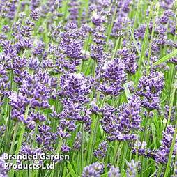 Lavender Angustifolia Essence Purple
