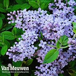 Lilac 'President Lincoln'