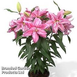 Lily 'Roselily Sara'