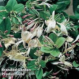 Lonicera japonica 'Repens'