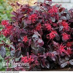 Loropetalum chinense var. rubrum 'Ever Red'