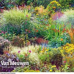 Seasonal Border Perennial Plants 'Nurserymans Choice'