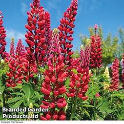 Lupin 'My Castle'