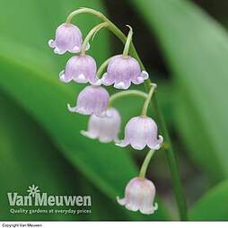 Lily of the Valley 'Pink'