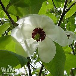Magnolia Wilsonii