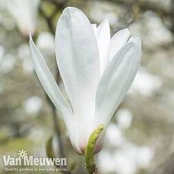 Magnolia x veitchii 'Columbus'