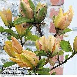 Magnolia 'Sunspire'