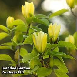 Magnolia (Bush) Yellow Bird