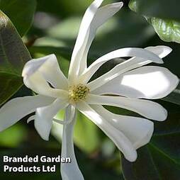 Magnolia 'Goldstar'