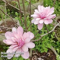 Magnolia 'Pink Perfection'