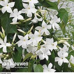 Mandevilla Blooms Bells® White