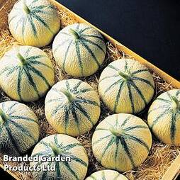Melon 'Anasta' (Grafted)