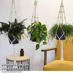 House Plants Hanging Mixed