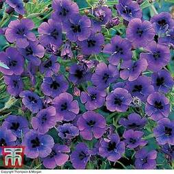Monopsis 'Regal Purple'