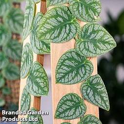 Monstera dubia with plank