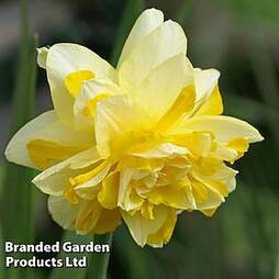 Daffodil 'Dick Wilden'