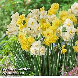 Daffodil 'Cheerfulness Duo'