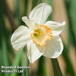 Daffodil 'Passionale'