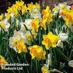 Narcissus 'Spring Flowering Mix'