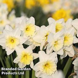 Daffodil 'Topolino'