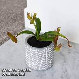 Nepenthes alata (House Plant)