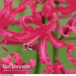 Nerine 'Mr John'