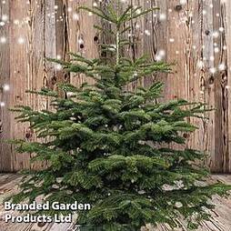 Christmas Tree (Abies nordmanniana)
