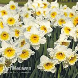 Narcissus 'Butterfingers'