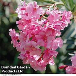 Nerium oleander 'Pink'
