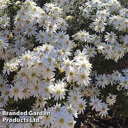 Olearia Spring Bling 9cm Pot x 1