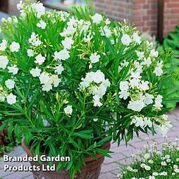 Nerium oleander 'White'