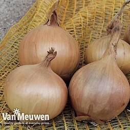 Onion 'Sturon'