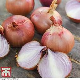 Onion 'Isobel Rose'