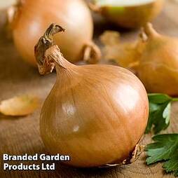 Onion 'Setton' (Spring Planting)