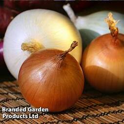 Onion 'Hysky' (Spring Heat Treated)