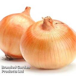 Onion 'Carballo' (Spring Planting, Heat Treated)